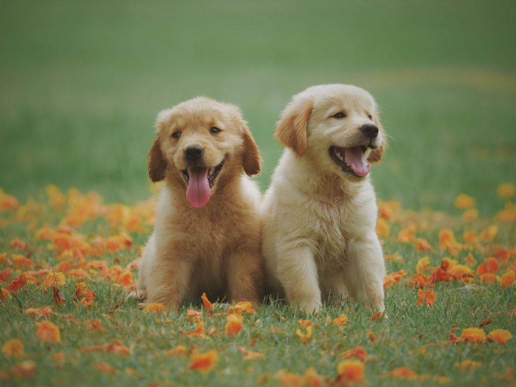 Two smiling puppies in a field