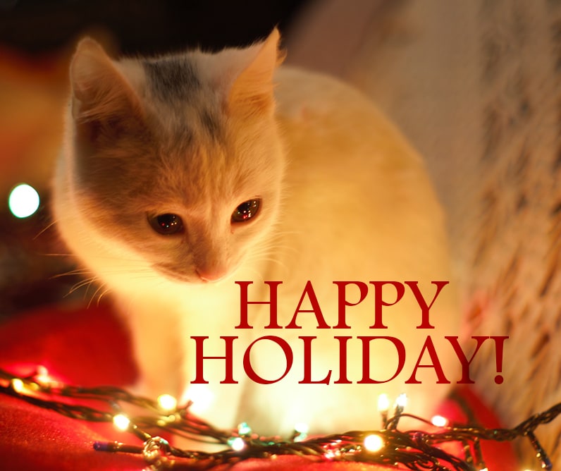 Happy holidays and kitten background