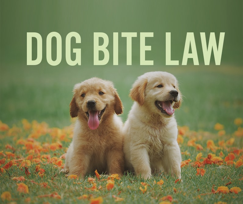 Dog bite law with two cute dogs in background